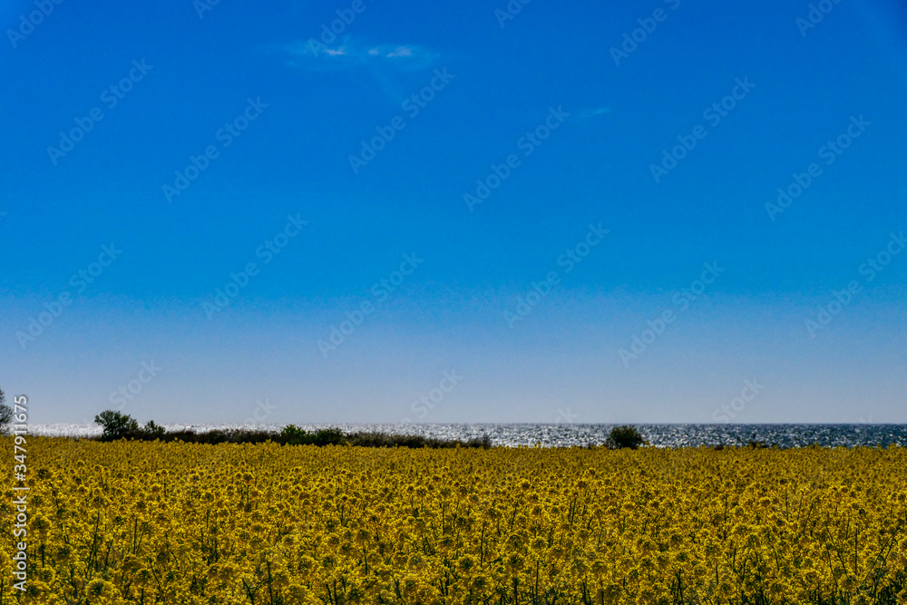 Karlevi, Oland, Sweden A field of yellow rapeseed against the Baltic Sea. field of yellow rapeseed against the Baltic Sea. Karlevi, Oland, Sweden A field of yellow rapeseed against the Baltic Sea. field of yellow rapeseed against the Baltic Sea.