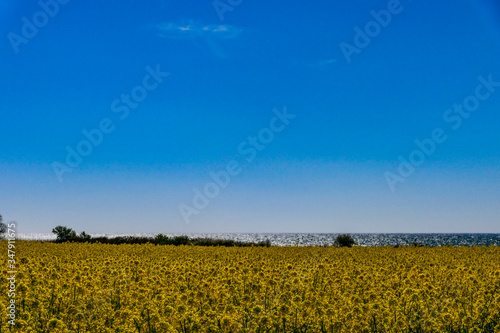 Karlevi, Oland, Sweden A field of yellow rapeseed against the Baltic Sea. field of yellow rapeseed against the Baltic Sea.