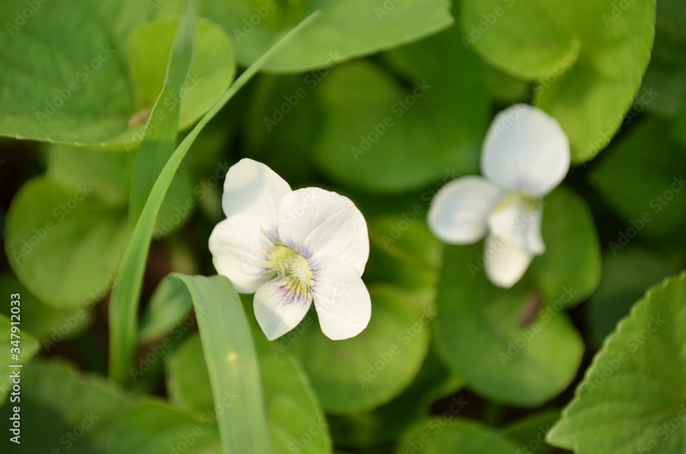 white flowers in the garden white flowers in the garden