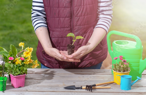 Gardeners hand planting flowers in pot with dirt or soil. Woman care of flowers in garden or greenhouse. gardener is happy for results.