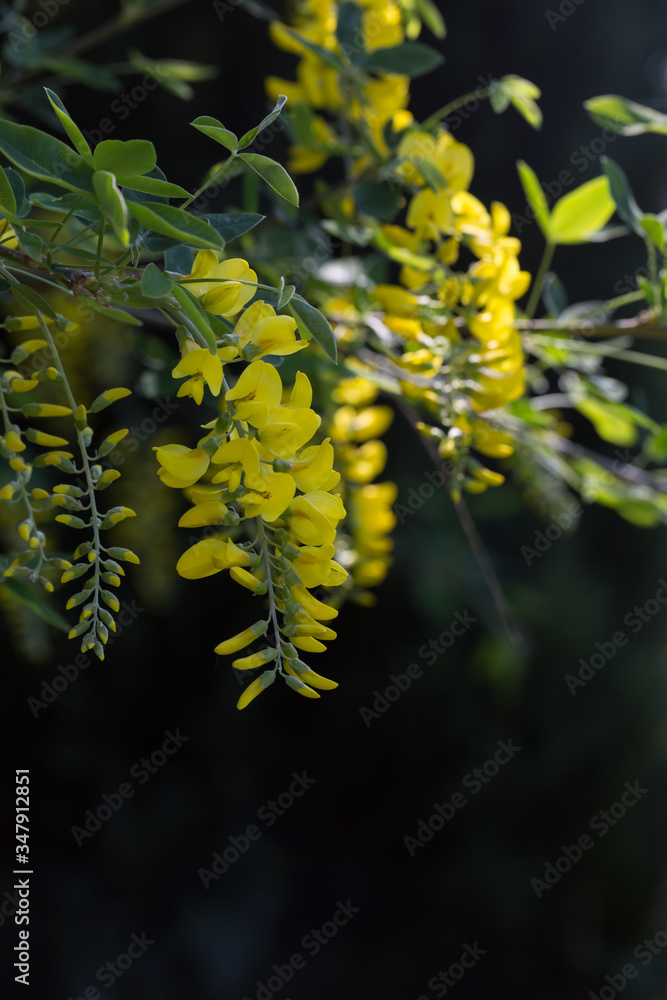 Złotokap zwyczajny, Laburnum anagyroides,  kiść żółtych kwiatów zwisająca z gałęzi wiosną w czasie kwitnienia - obrazy, fototapety, plakaty 