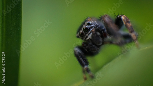 small and cute beautiful friendly spider with big eyes