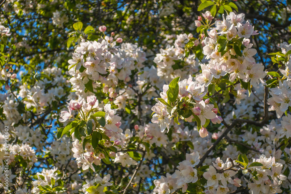 Fototapeta premium Cherry blossom tree white pink blooming flowers close up as spring summer floral botanical outdoor 