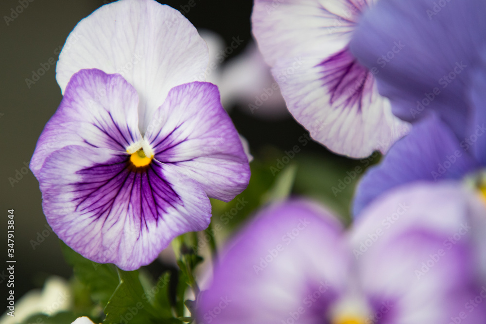 close up of violet pansies close up of violet pansies