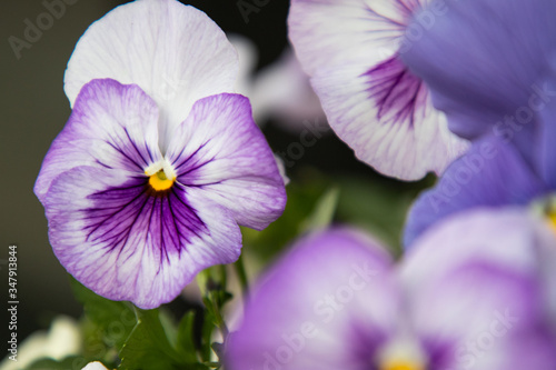 close up of violet pansies
