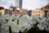 flowers in the city