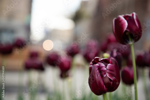 purple tulips in the city center