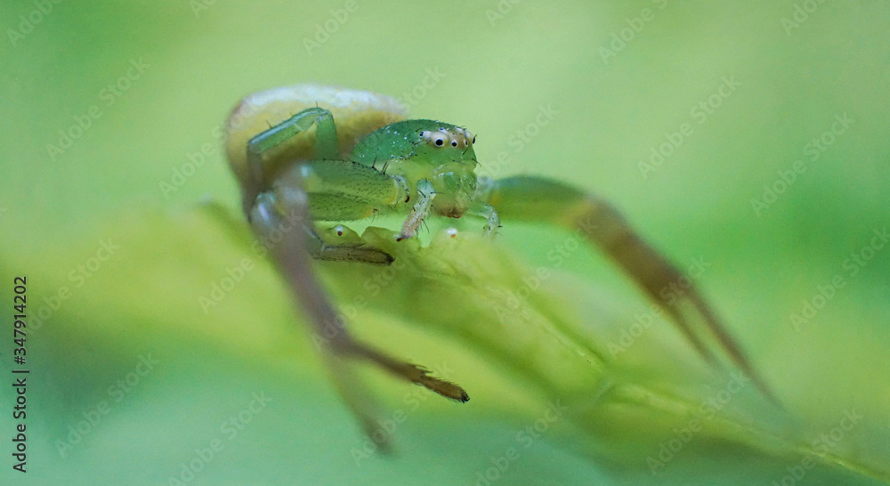 Naklejka premium scary beautiful green spider ready to attack