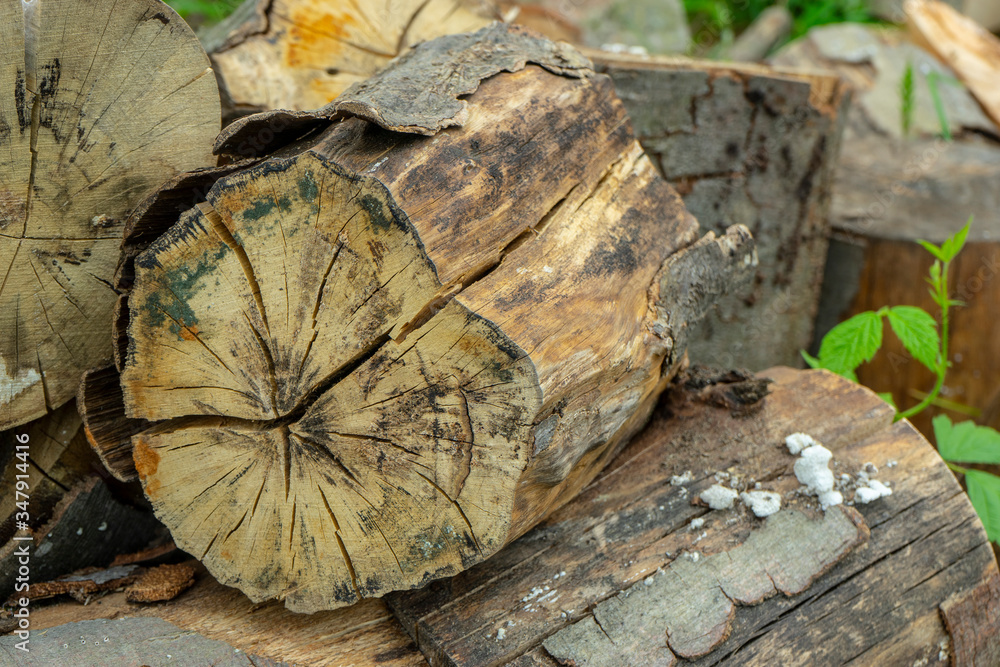 Naklejka premium stack of firewood beech and hornbeam, northern balkans