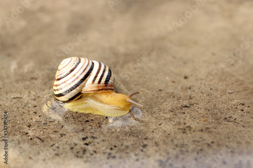 A snail crawls on a wet concrete surface