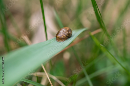 Amber Snail on Leaf in Springtime photo