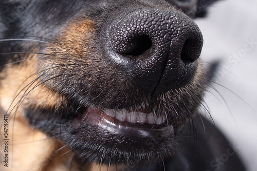 dog's close-up, nose and smile