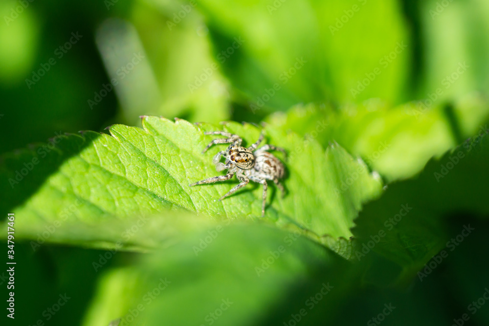 Dimorphic Jumping Spider on Leaf in Springtime Dimorphic Jumping Spider on Leaf in Springtime