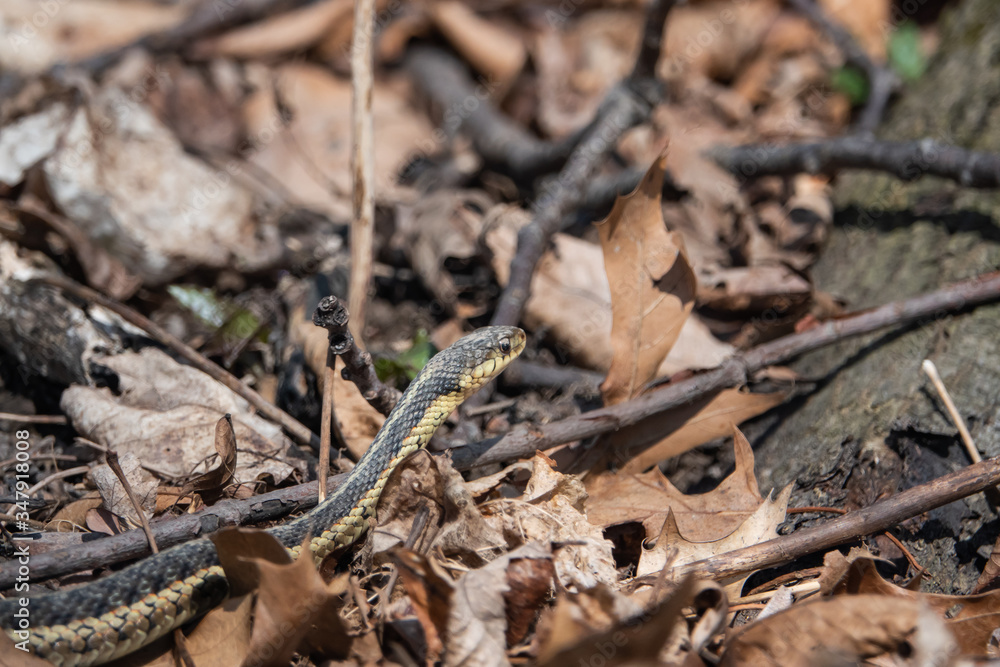 Eastern Garter Snake in Springtime Eastern Garter Snake in Springtime