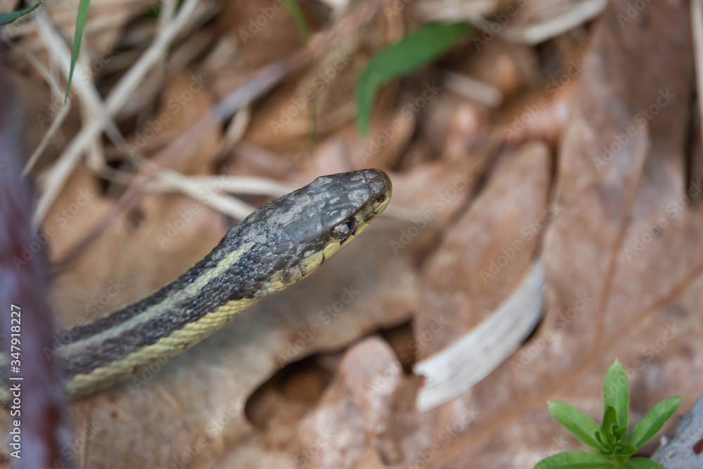 Fototapeta premium Eastern Garter Snake in Springtime