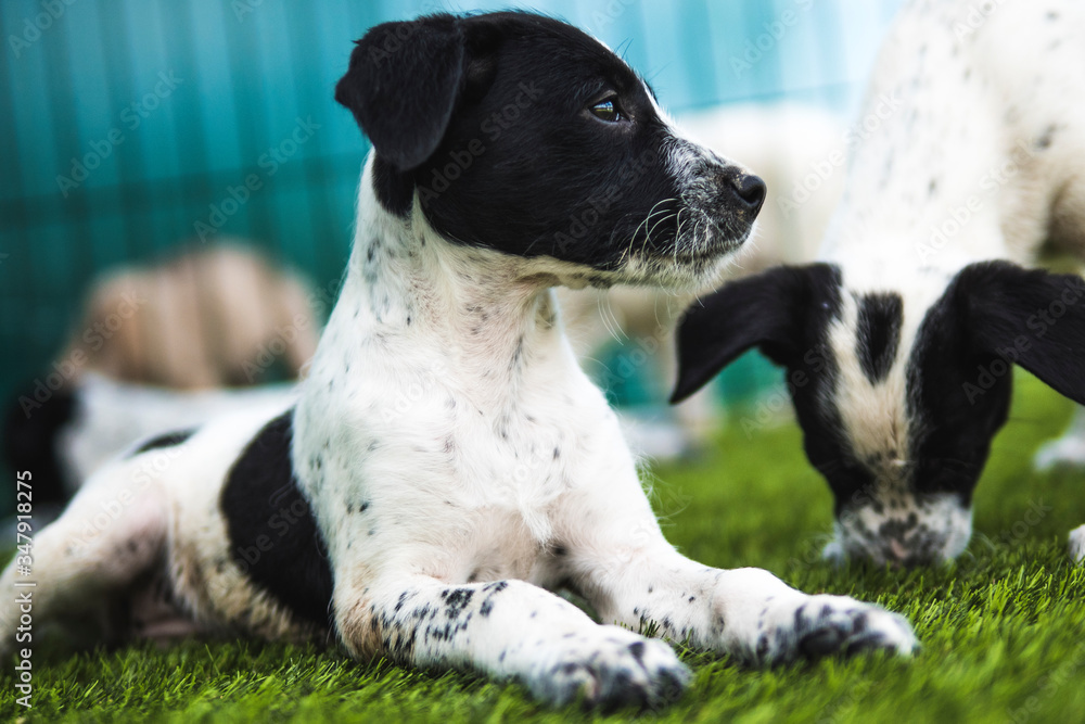 Black and white puppy resting in a pet hotel