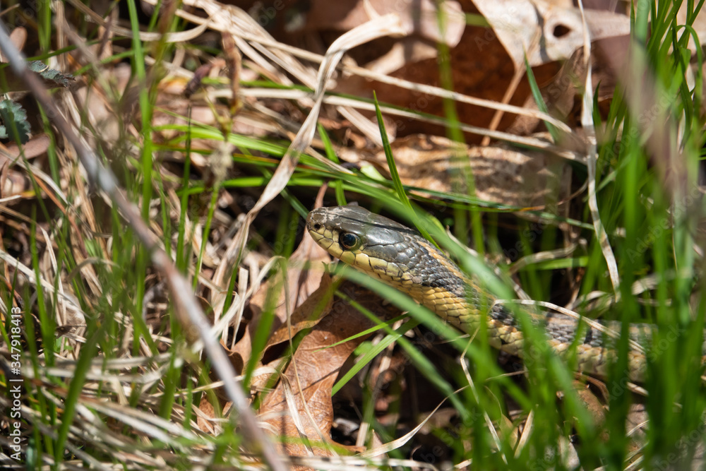 Obraz premium Eastern Garter Snake in Springtime