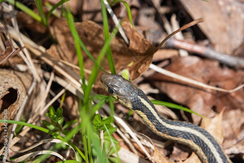 Eastern Garter Snake in Springtime