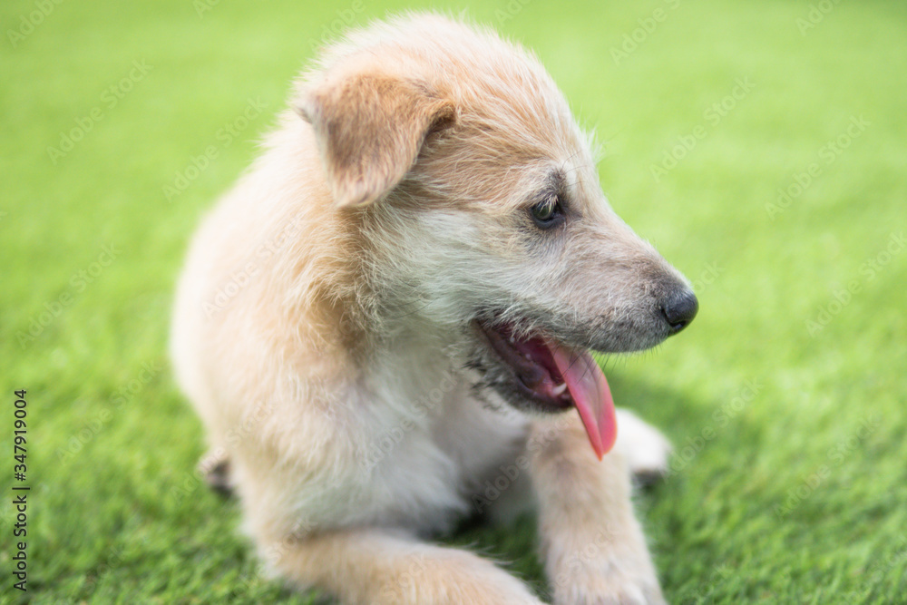 White and brown puppy in profile resting in the grass White and brown puppy in profile resting in the grass