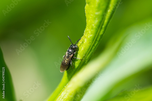 Small Carpenter Bee on Leaf