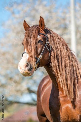 Stunning welsh cob stallion, chestnut color, long mane on spring season.