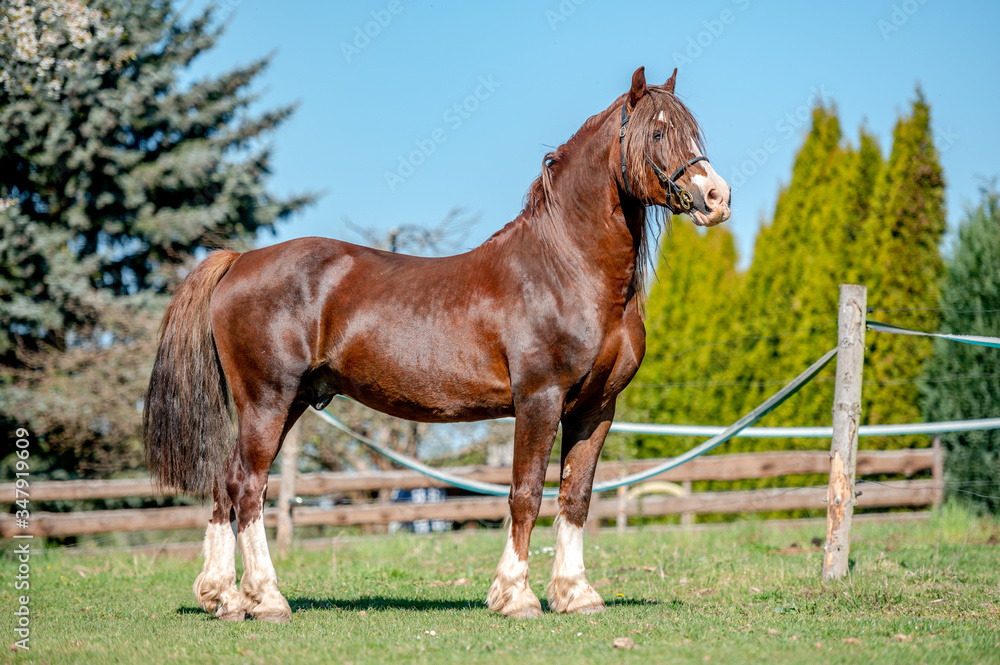 Obraz premium Stunning welsh cob stallion, chestnut color, long mane on spring season.