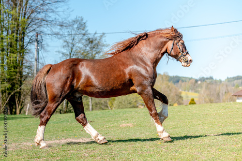Stunning welsh cob stallion, chestnut color, long mane on spring season. © Eliška