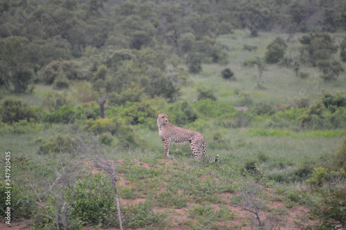 Cheetah - Kruger National Park - South Africa