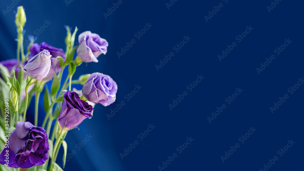 Fototapeta premium beautiful Eustoma flowers, Lisianthus, tulip gentian, eustomas. Close up.