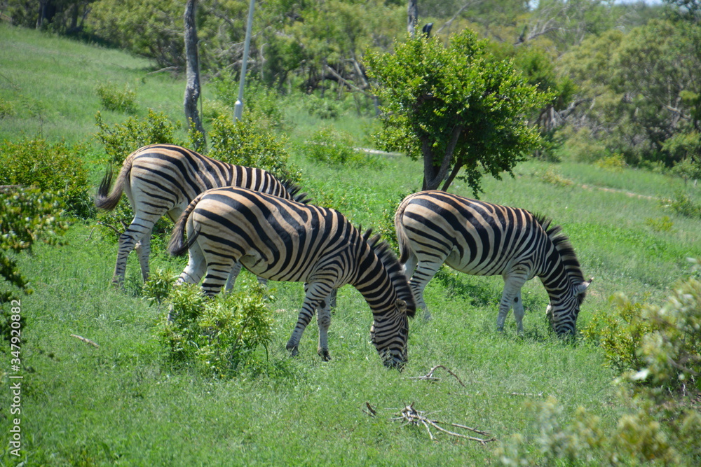 Kruger National Park - South Africa Kruger National Park - South Africa