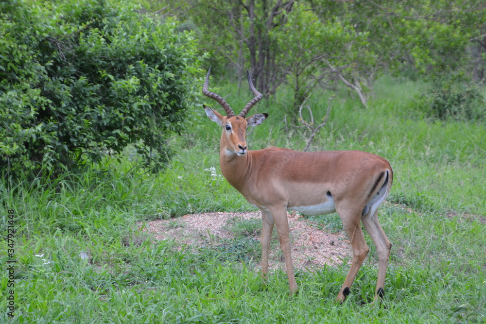 Kruger National Park - South Africa Kruger National Park - South Africa
