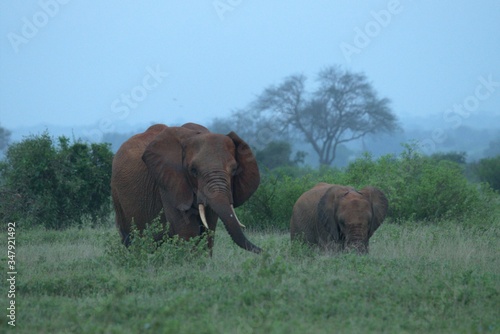 Canvas Print elephants in the savannah