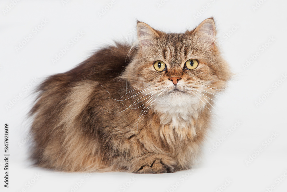 Obraz premium Gato Siberiano en estudio con fondo blanco