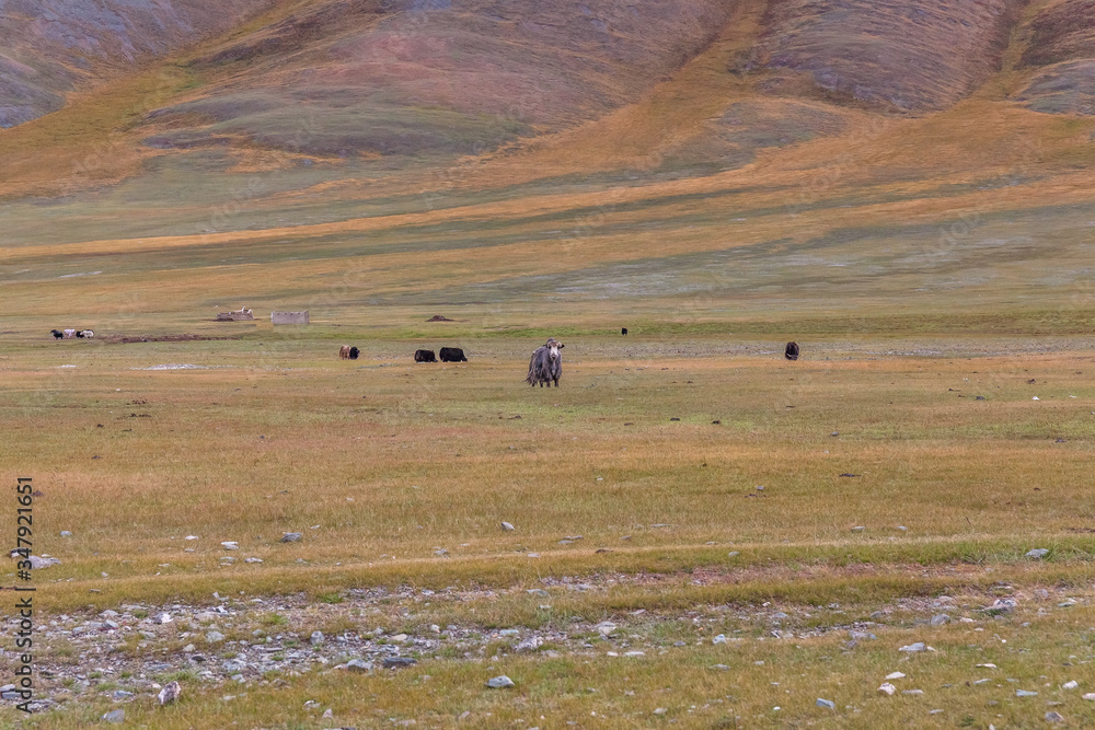 Obraz premium Yaks grazes in the steppes of Mountain Mongolia Altai