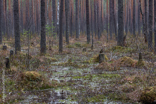 Swampland in sacred forest. © Grigoriy