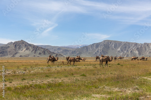 Camels pasture in western Mongolia steppe with mountains in the background. Altai, Mongolia