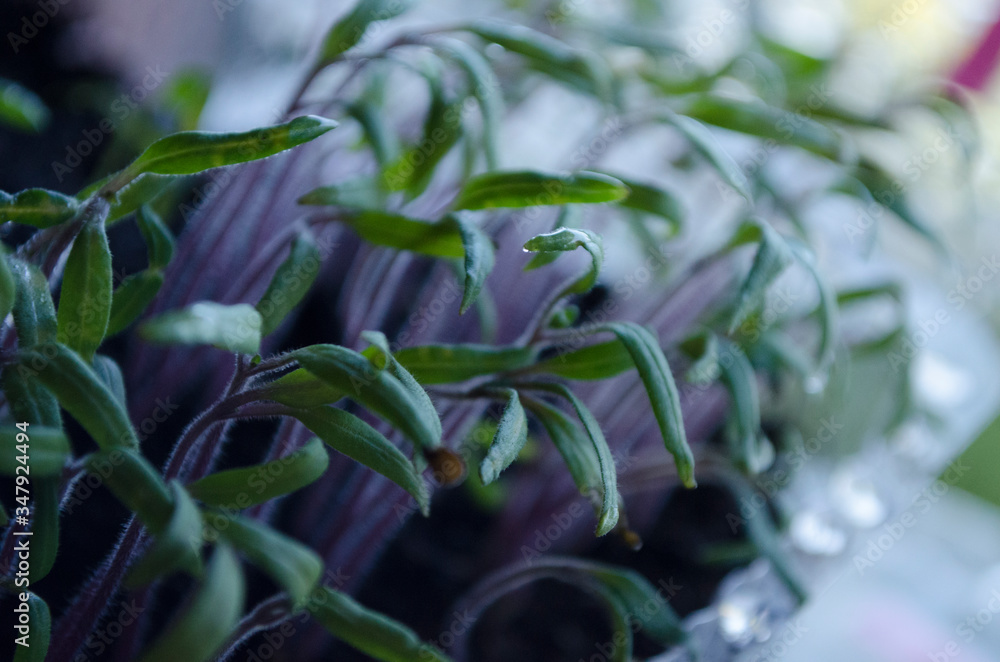 Obraz premium Pomidor. Siewka 