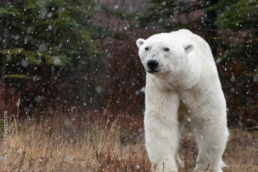Male polar bear (Ursus maritimus) in tundra near Churchill, Manitoba Male polar bear (Ursus maritimus) in tundra near Churchill, Manitoba