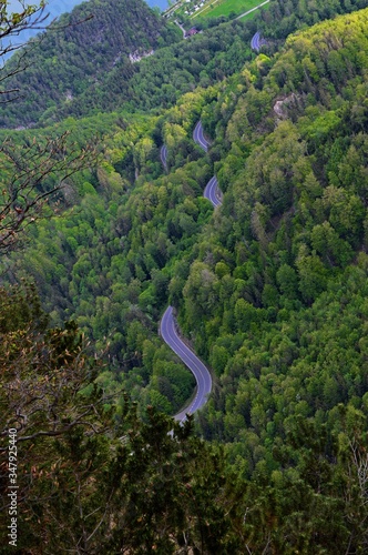 Stra  enschlange durch den Wald