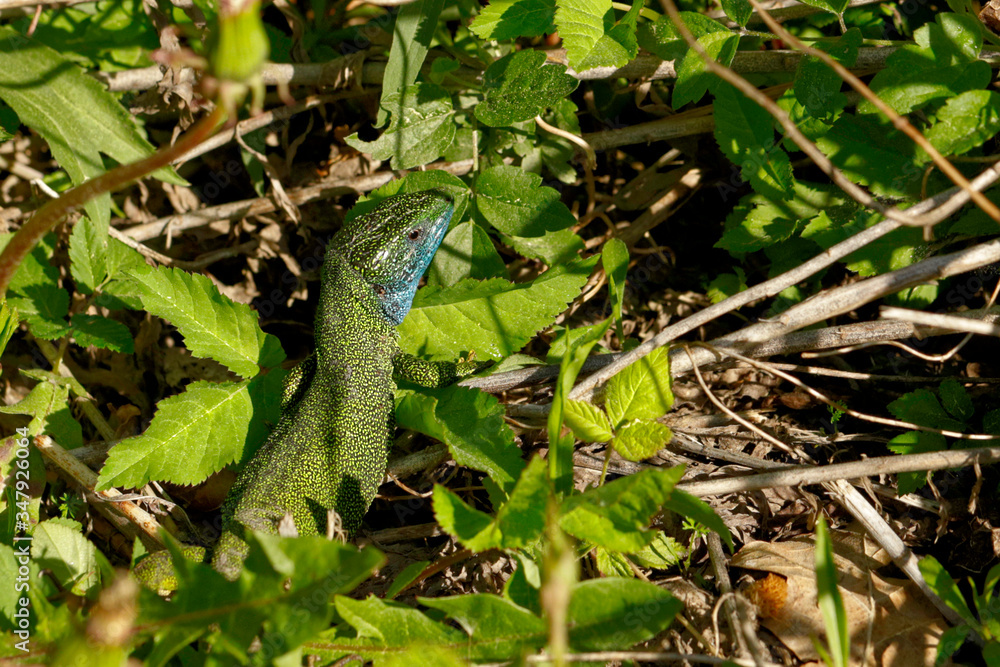 Nature Nature