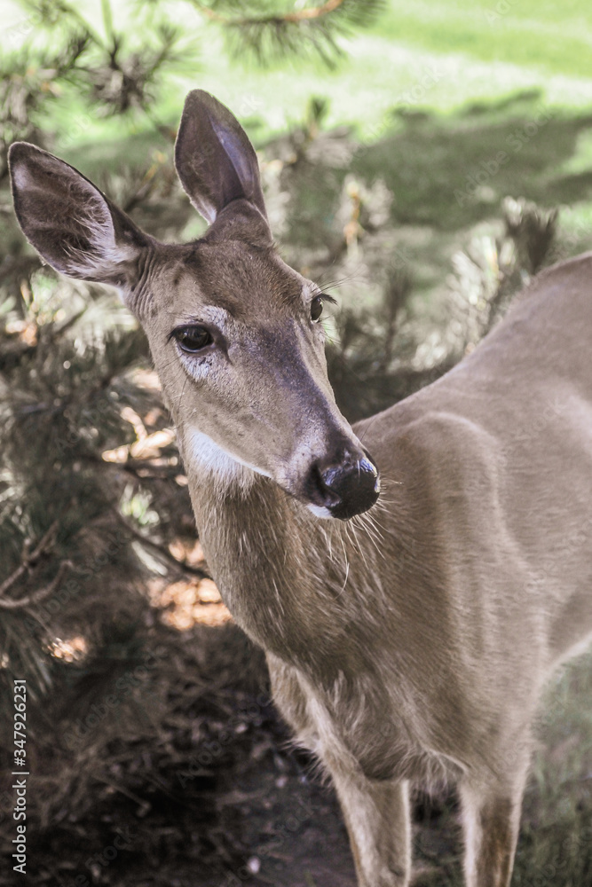 Single Female Deer in the woods alone Single Female Deer in the woods alone