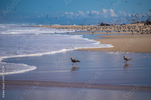 
Seagull on the beach feeding