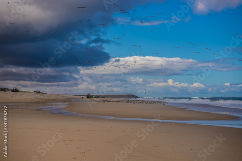
Seagulls on the beach