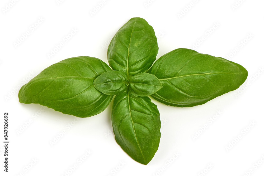 Fresh organic basil leaves, isolated on white background Fresh organic basil leaves, isolated on white background