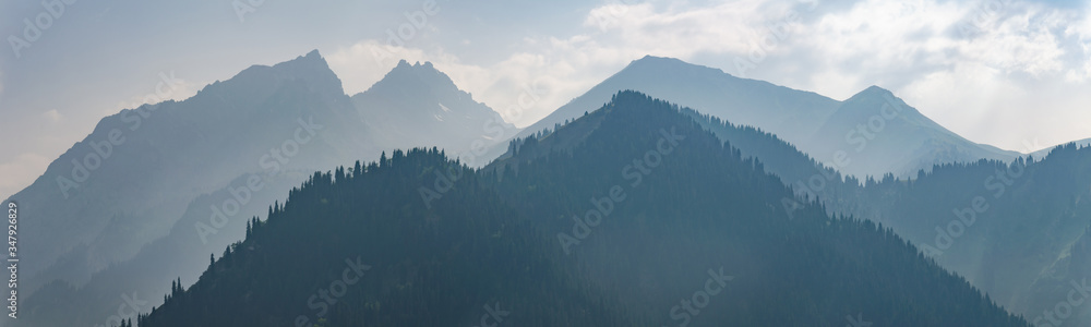 foggy mountains with spruce forests on the slopes