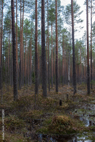 Wallpaper Mural Swampland in sacred forest. Torontodigital.ca