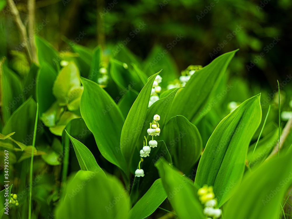 Obraz premium Gartenpanorama 10