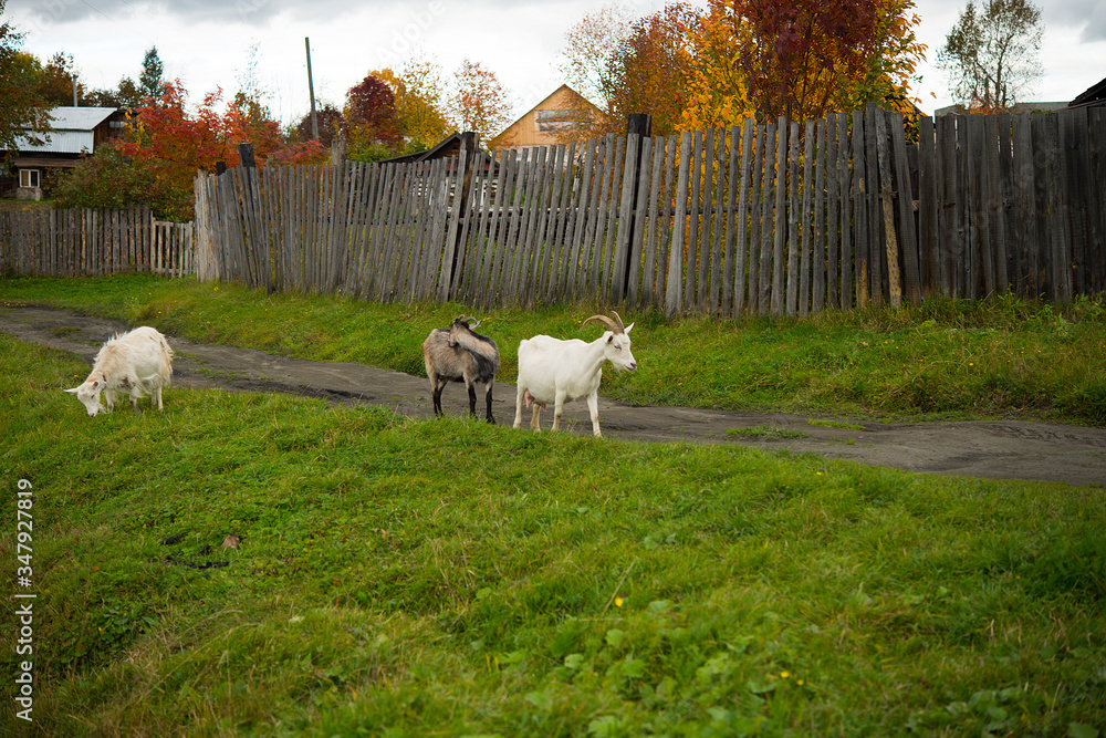 Three goats. Portrait of a goat on a farm in the village. Rural goats walk on the green grass Three goats. Portrait of a goat on a farm in the village. Rural goats walk on the green grass