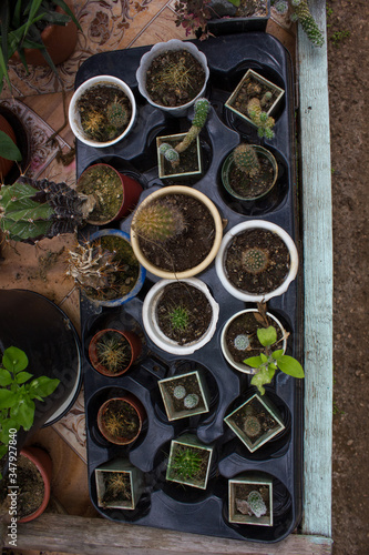 greenhouse with cactus seedlings