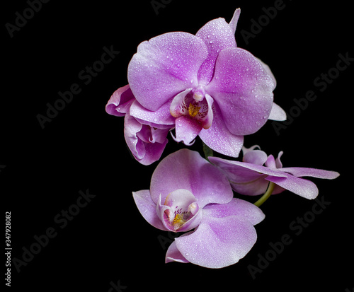Beautiful orchids with drops of water on a black background